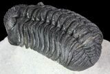 Adrisiops Trilobite - New Phacopid Species #87584-5